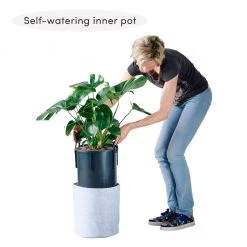 My City Plants Medium Light Plants Rubber Plant Bush Trendcover 32 - Light Gray