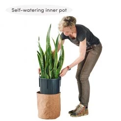 My City Plants Extra Large Plants 5' - 8' Dracaena Lisa Trendcover 32 - Dark Cork