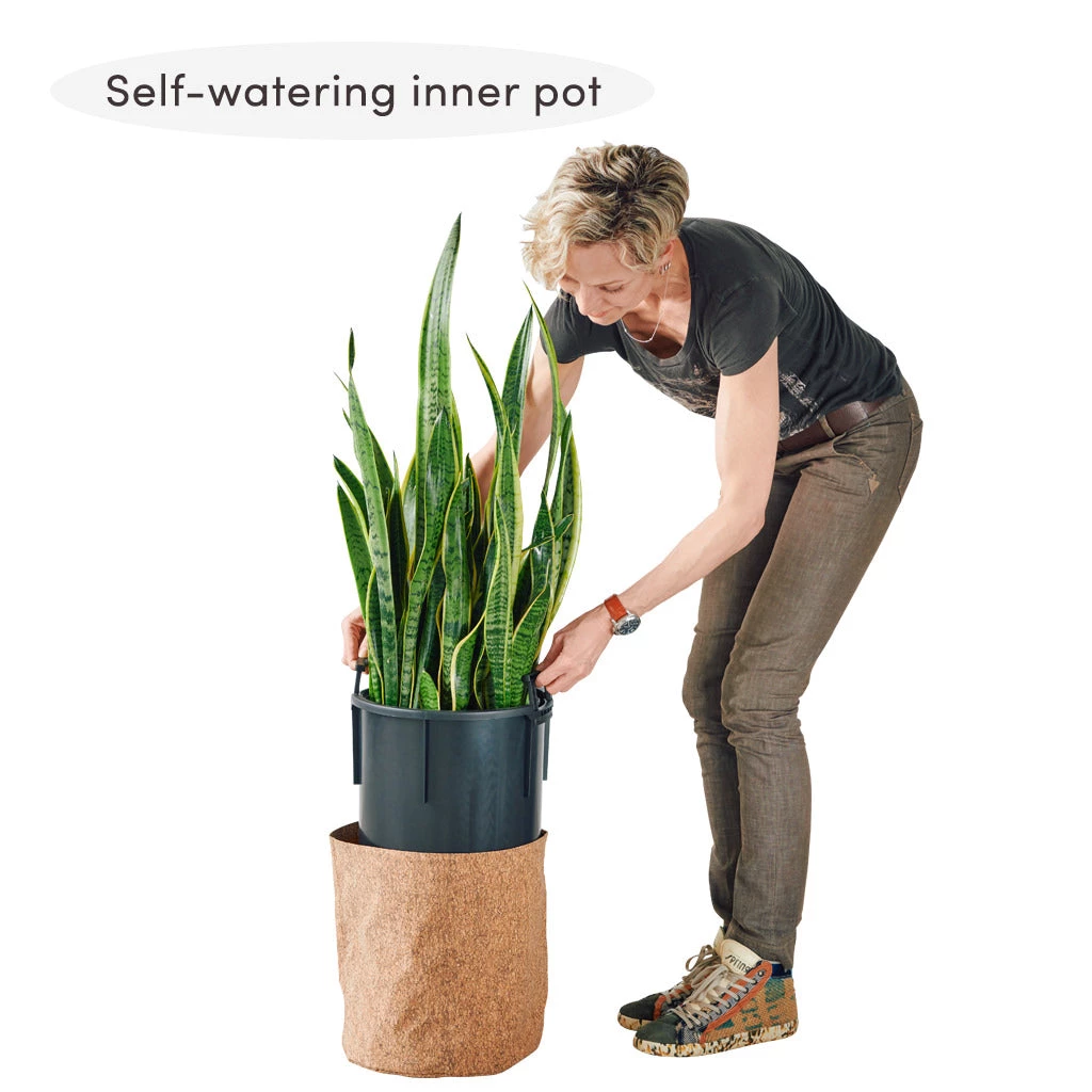 My City Plants Ficus Moclame Trendcover 32 - Dark Cork