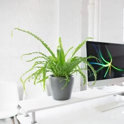 My City Plants Bird's Nest Fern Classico Mini Charcoal Metallic