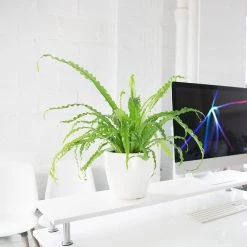 My City Plants Medium/Small Plants 1' - 2' Bird's Nest Fern White Classico Mini