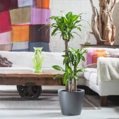 My City Plants Corn Plant Classico Charcoal Metallic Large Plants 3' - 5'