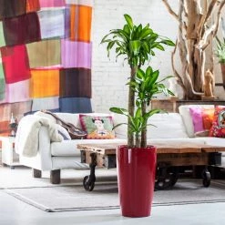 My City Plants Corn Plant Rondo - Red Large Plants 3' - 5'