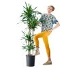 My City Plants Dracaena Rikki In 10" Nursery Pot