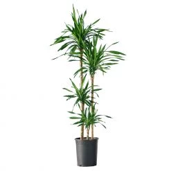 My City Plants Dracaena Rikki In 10" Nursery Pot