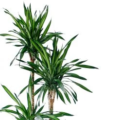 My City Plants Dracaena Rikki In 10