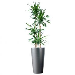 My City Plants Dracaena Rikki Rondo - Charcoal Metallic Extra Large Plants 5' - 8'
