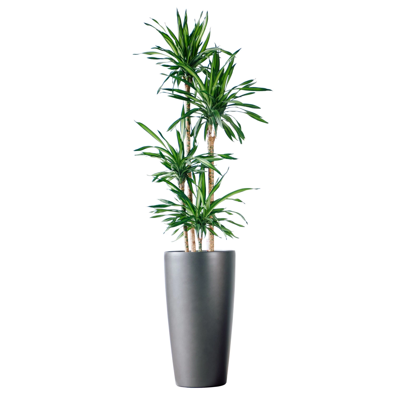 My City Plants Dracaena Rikki Rondo - Charcoal Metallic Extra Large Plants 5' - 8'