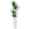 My City Plants Extra Large Plants 5' - 8' Dracaena Rikki Rondo - White