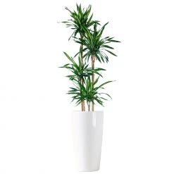 My City Plants Extra Large Plants 5' - 8' Dracaena Rikki Rondo - White