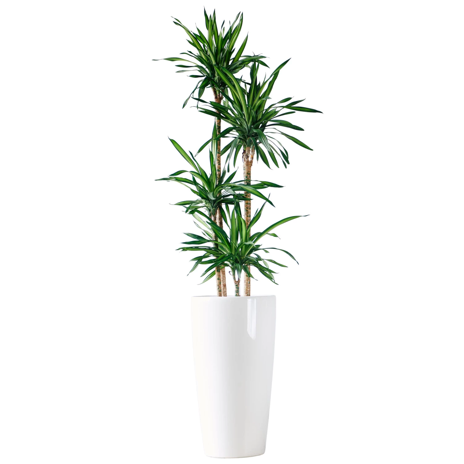 My City Plants Extra Large Plants 5' - 8' Dracaena Rikki Rondo - White