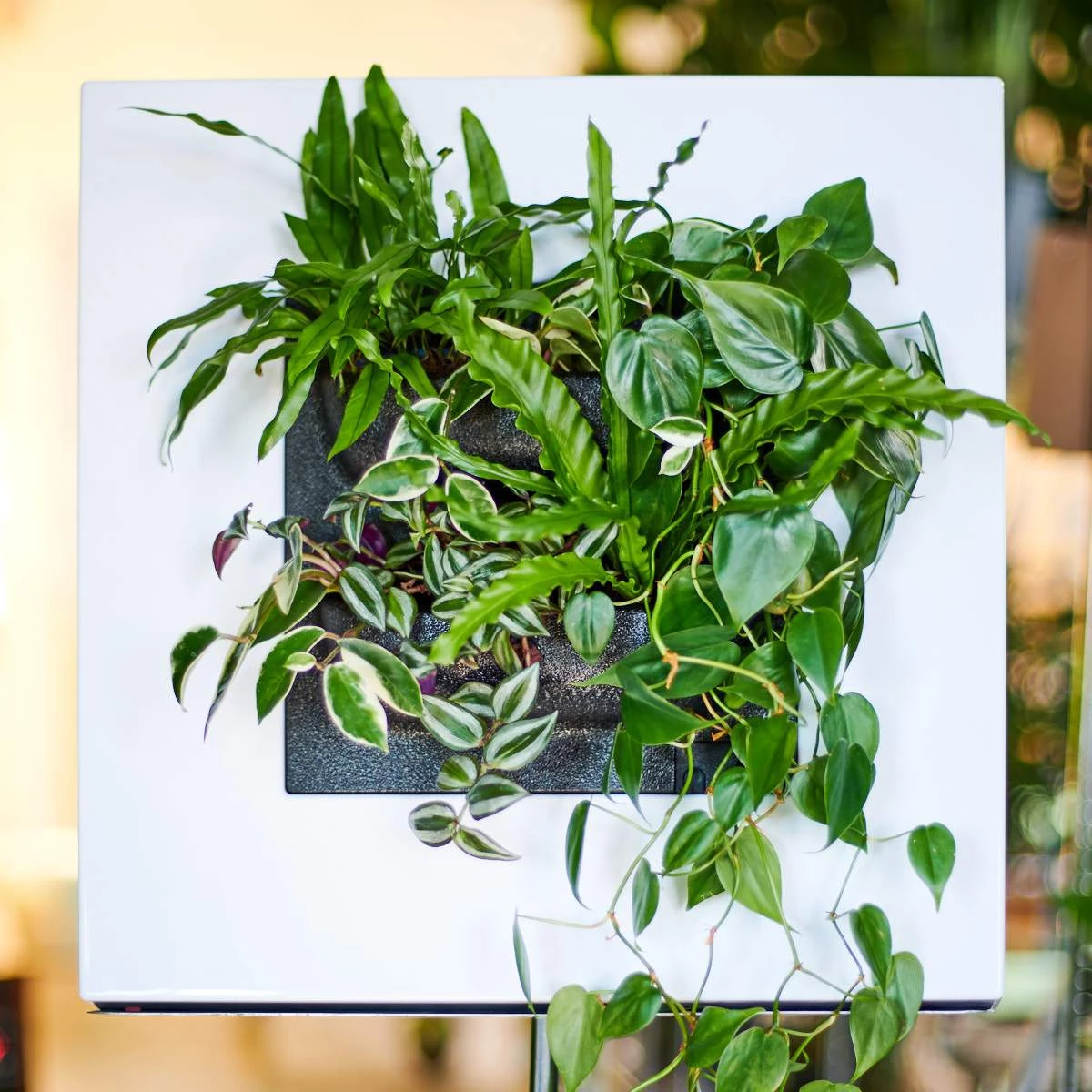 Belgium Wall Planters LIVE FRAME PLANTER WITHOUT PLANTS - White