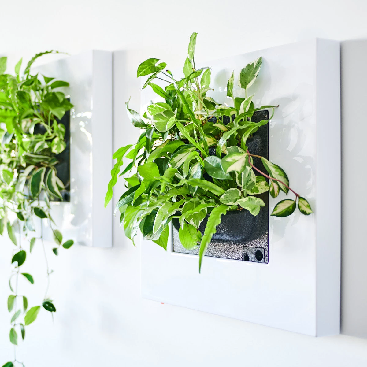 Belgium Wall Planters LIVE FRAME PLANTER WITHOUT PLANTS - White