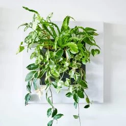 Belgium Wall Planters LIVE FRAME PLANTER WITHOUT PLANTS - White