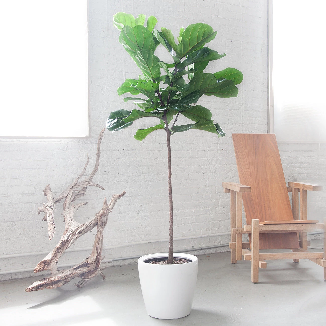 My City Plants Fiddle Leaf Fig Tree Classico Extra Large Plants 5' - 8'