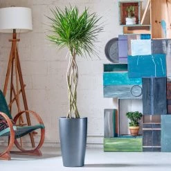 My City Plants Dracaena Marginata Open Weave Braid Rondo Charcoal Metallic