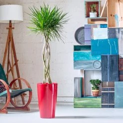 My City Plants Large Plants 3' - 5' Dracaena Marginata Open Weave Braid Rondo Red