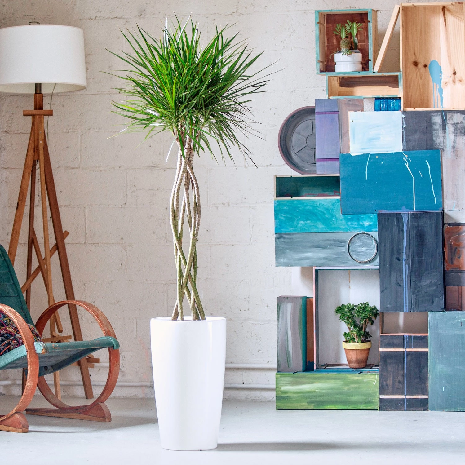 My City Plants Dracaena Marginata Open Weave Braid Rondo White Large Plants 3' - 5'