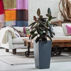 My City Plants Rubber Plant Bush Cubico - Slate Large Plants 3' - 5'