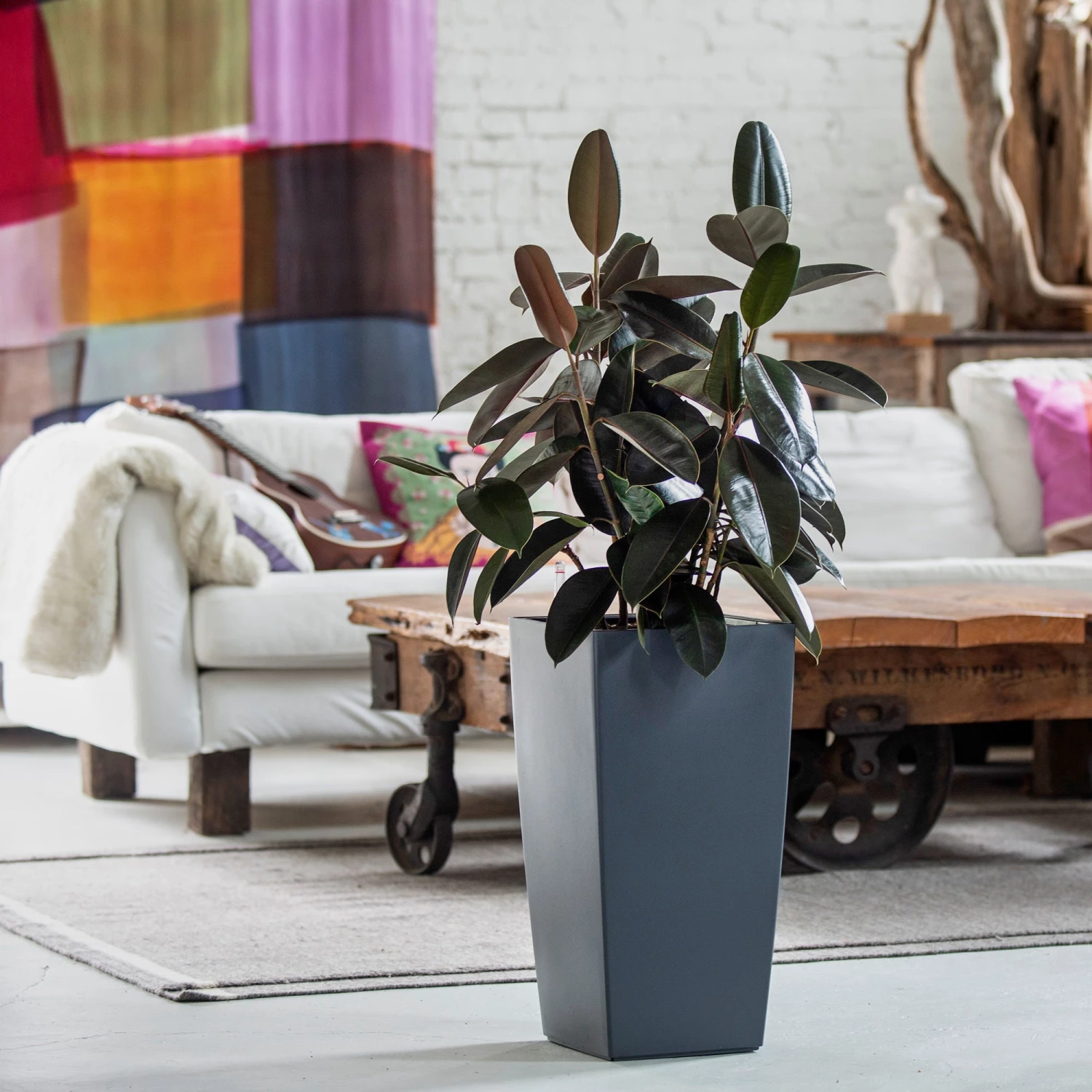 My City Plants Rubber Plant Bush Cubico - Slate Large Plants 3' - 5'