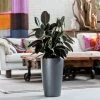 My City Plants Large Plants 3' - 5' Rubber Plant Bush Rondo - Charcoal Metallic
