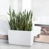 My City Plants Sansevieria Cararo White