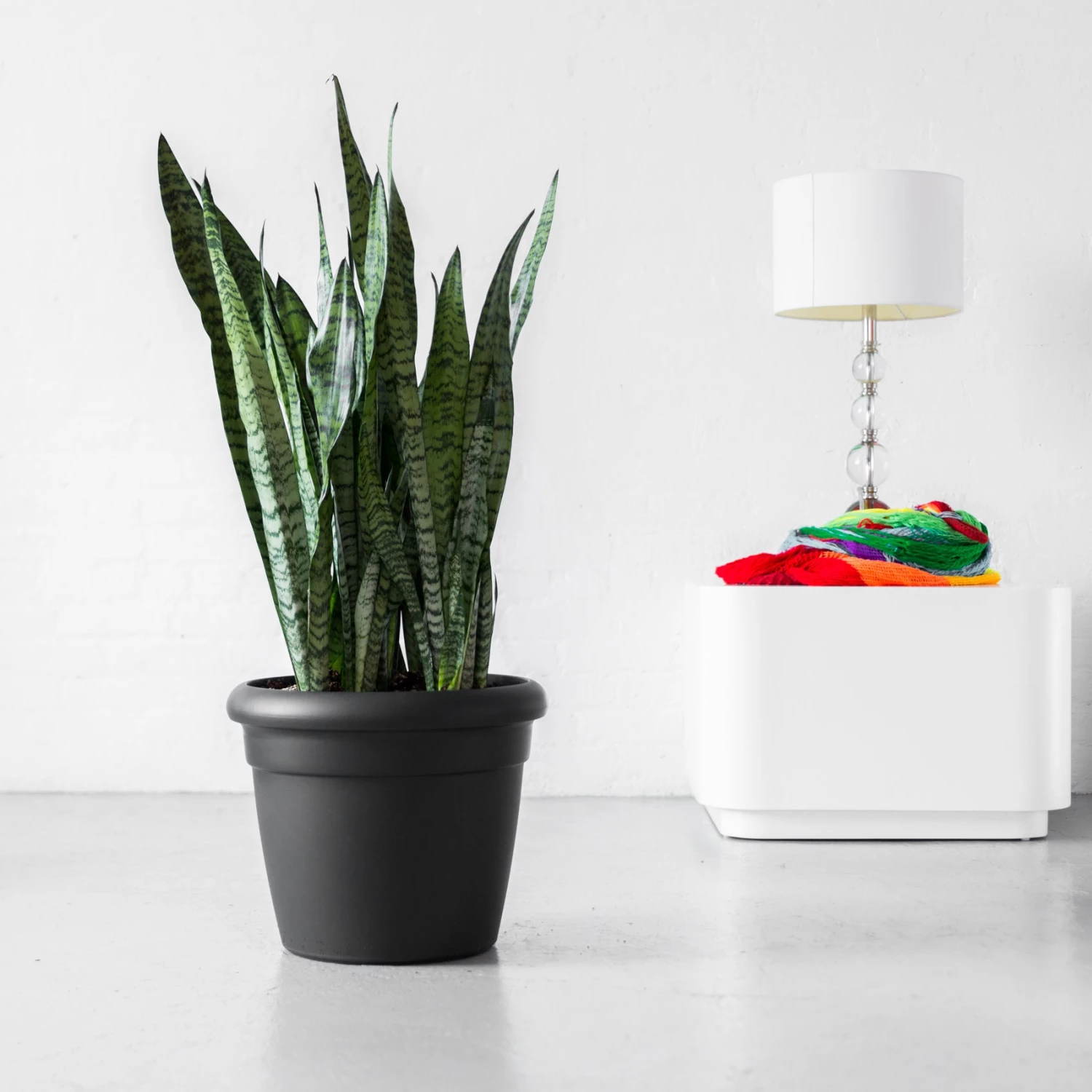 My City Plants Sansevieria Rustico Graphite Black Low Light Plants