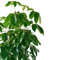 My City Plants Schefflera Amate Classico 50 - White