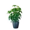 My City Plants Schefflera Amate Classico 50 - Charcoal Metallic Extra Large Plants 5' - 8'