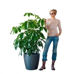 My City Plants Schefflera Amate Classico 50 - Charcoal Metallic Extra Large Plants 5' - 8'