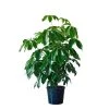 My City Plants Schefflera Amate In 14" Nursery Pot
