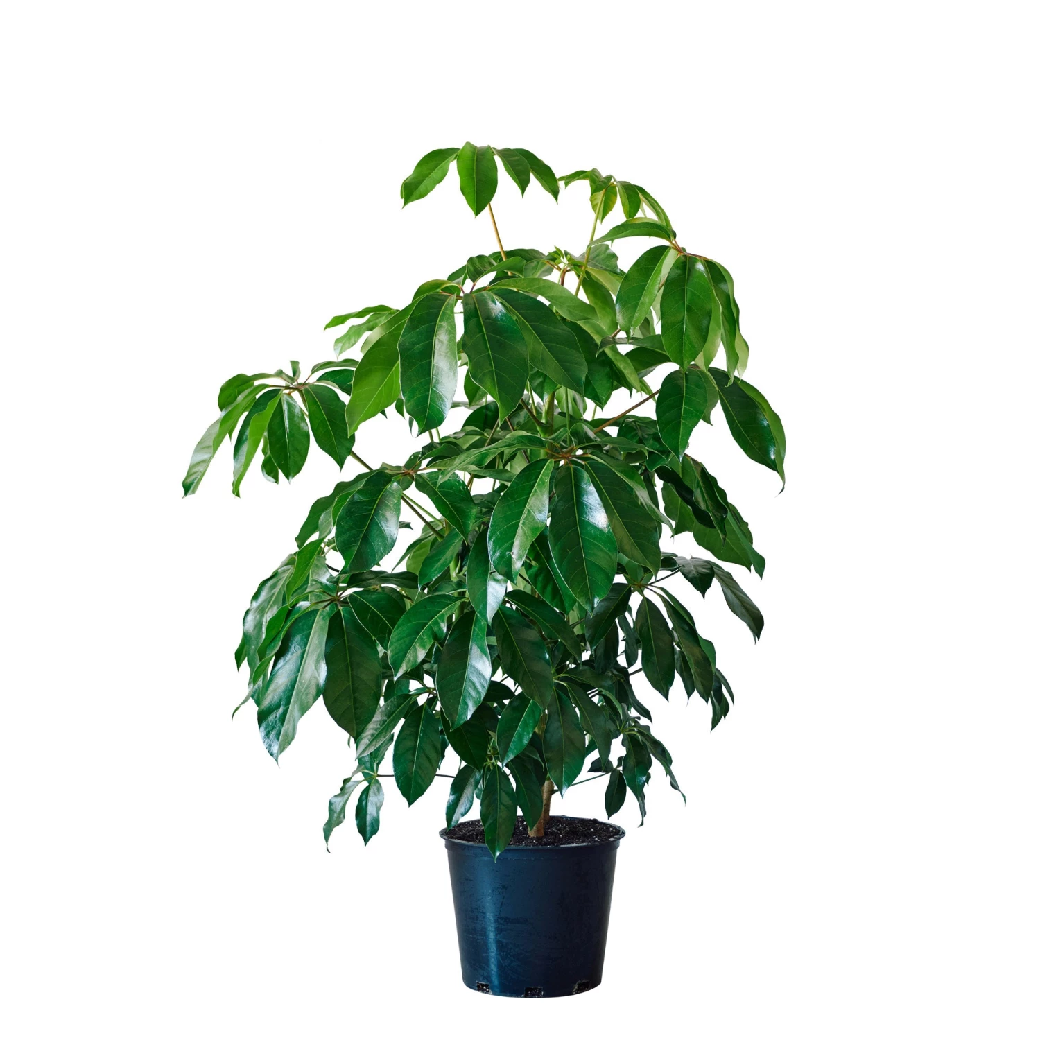 My City Plants Schefflera Amate In 14" Nursery Pot
