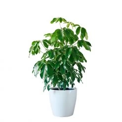 My City Plants Schefflera Amate Classico 50 - White