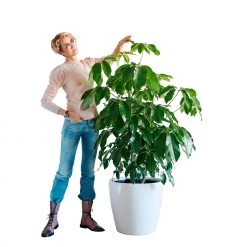 My City Plants Schefflera Amate Classico 50 - White
