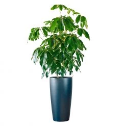 My City Plants Schefflera Amate Rondo 40 - Charcoal Metallic Extra Large Plants 5' - 8'