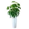 My City Plants Extra Large Plants 5' - 8' Schefflera Amate Rondo 40 - White