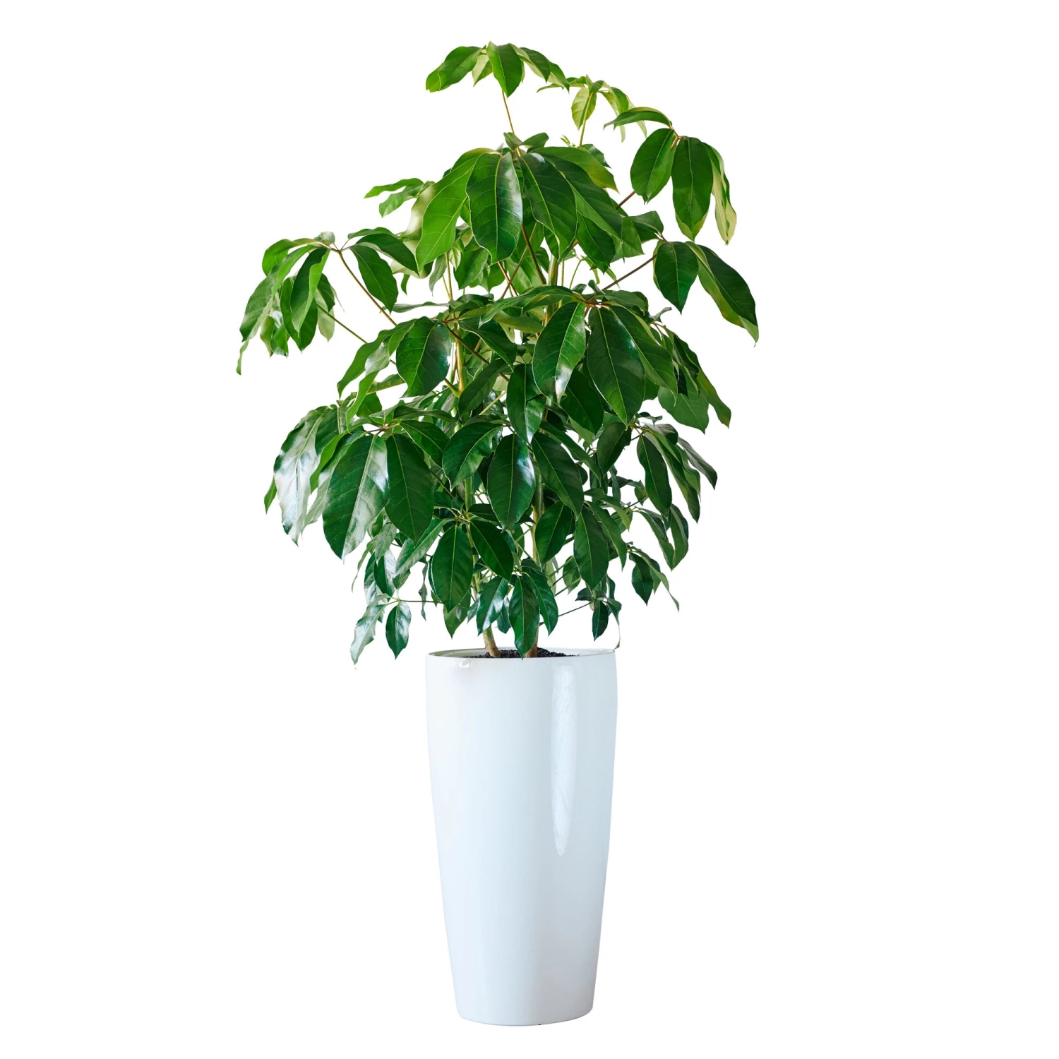 My City Plants Extra Large Plants 5' - 8' Schefflera Amate Rondo 40 - White