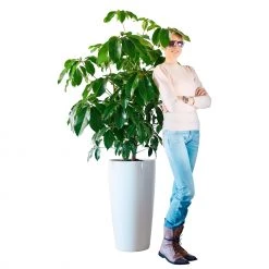My City Plants Extra Large Plants 5' - 8' Schefflera Amate Rondo 40 - White