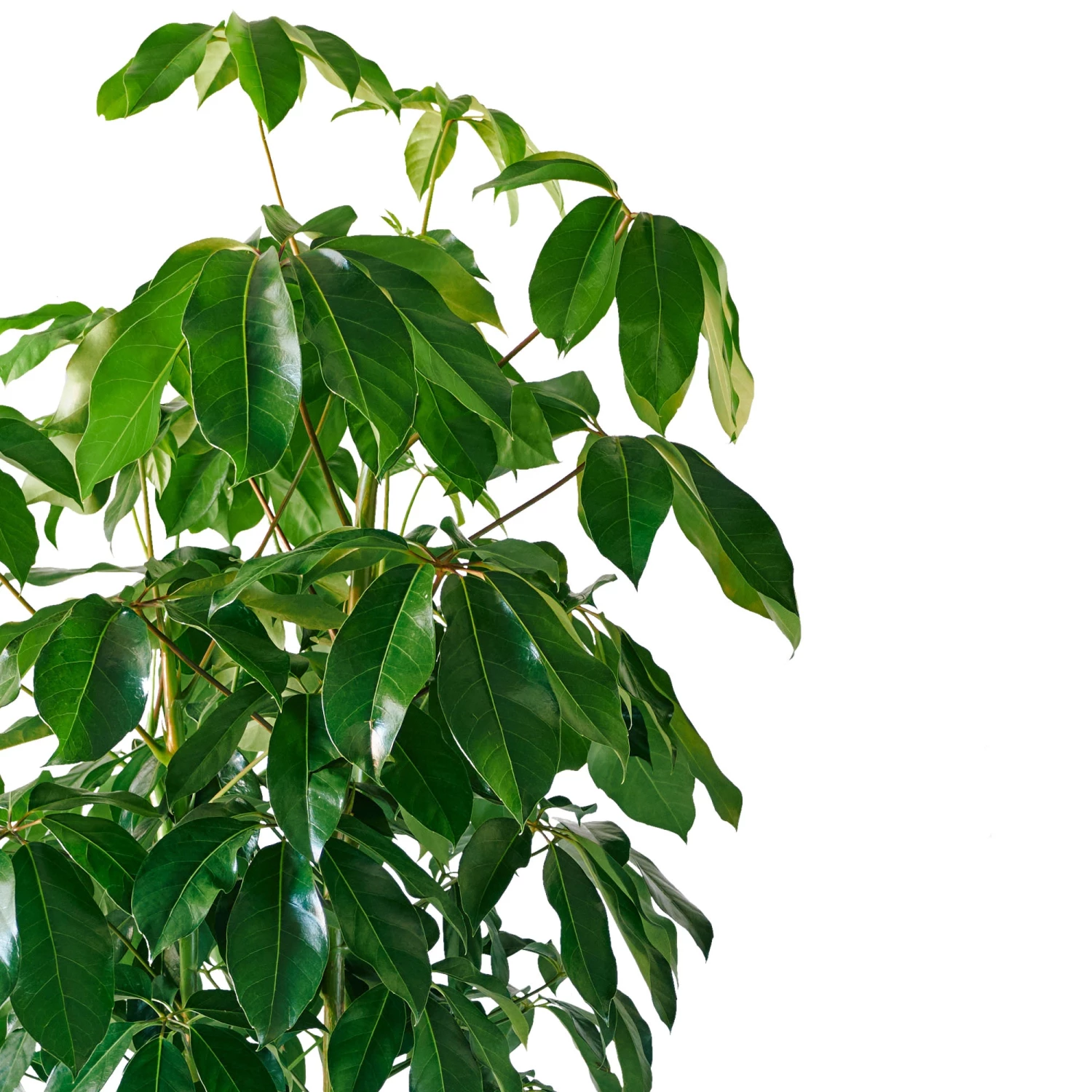 My City Plants Extra Large Plants 5' - 8' Schefflera Amate Rondo 40 - White