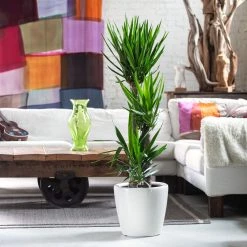 My City Plants Yucca Plant Classico - White