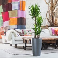 My City Plants Large Plants 3' - 5' Yucca Plant Rondo - Charcoal Metallic