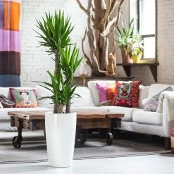 My City Plants Large Plants 3' - 5' Yucca Plant Rondo - White