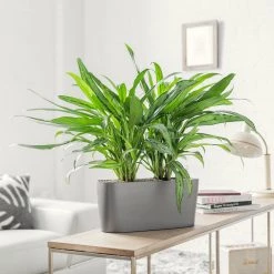 My City Plants Aglaonema Cutlass Windowsill Charcoal Metallic