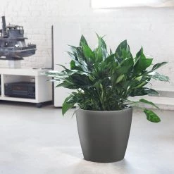 My City Plants Large Plants 3' - 5' Aglaonema Classico Charcoal Metallic