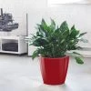My City Plants Aglaonema Classico Red Large Plants 3' - 5'