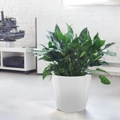 My City Plants Large Plants 3' - 5' Aglaonema Classico White