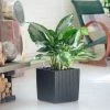 My City Plants Aglaonema Cube Cottage - Granite