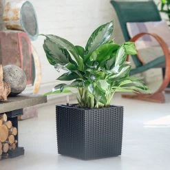 My City Plants Aglaonema Cube Cottage - Granite