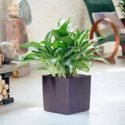 My City Plants Large Plants 3' - 5' Aglaonema Cube Cottage - Mocha