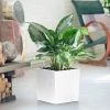 My City Plants Aglaonema Cube Cottage - White Large Plants 3' - 5'